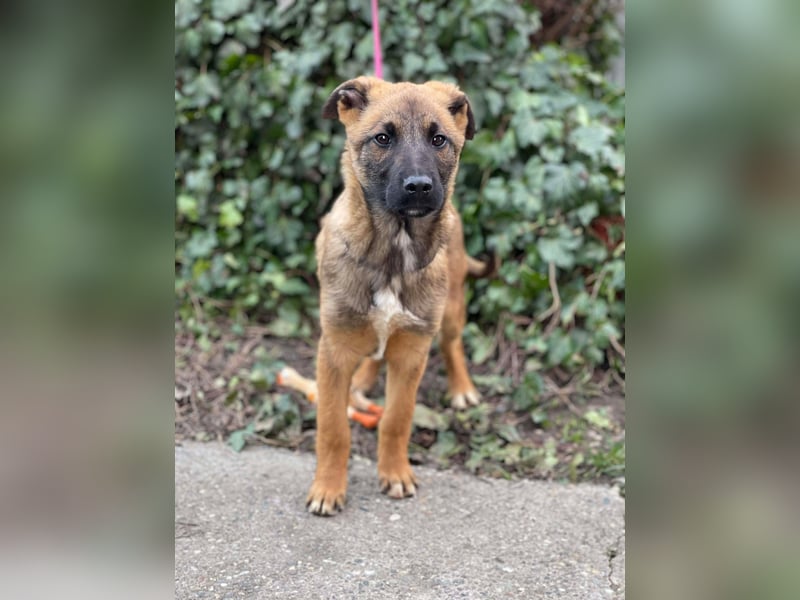 MARK - Malinois-Bub sucht seine Menschen