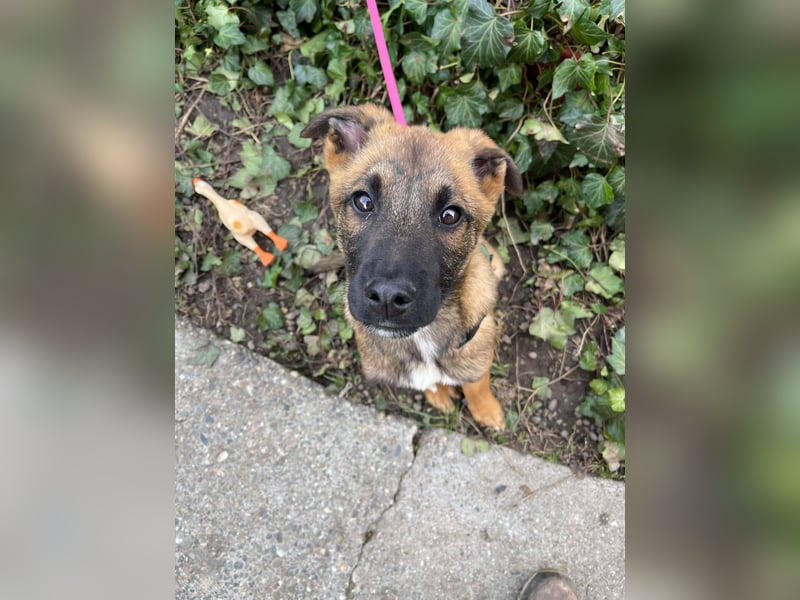 MARK - Malinois-Bub sucht seine Menschen