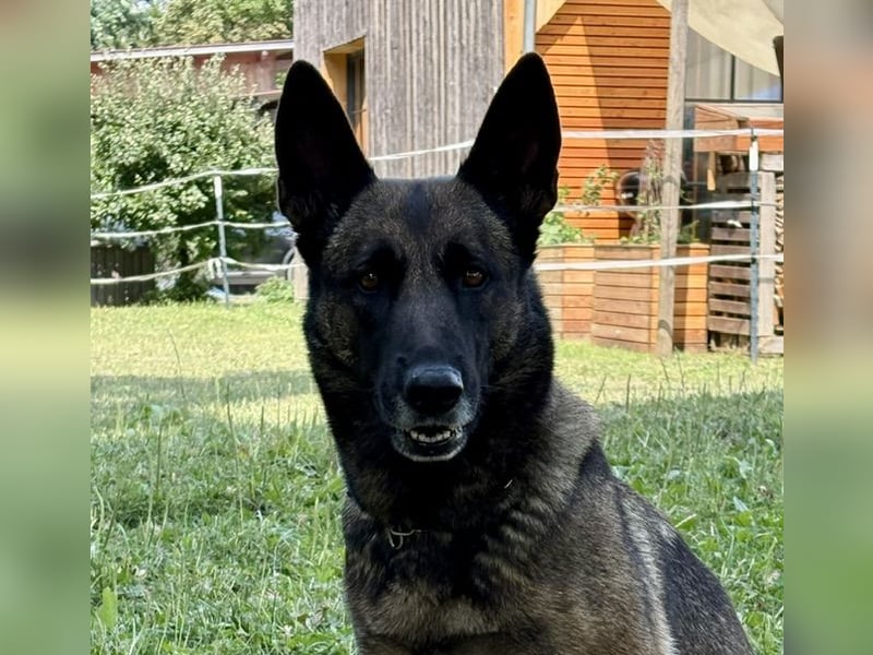 Verantwortungsvolle/r Besitzer/-in gesucht