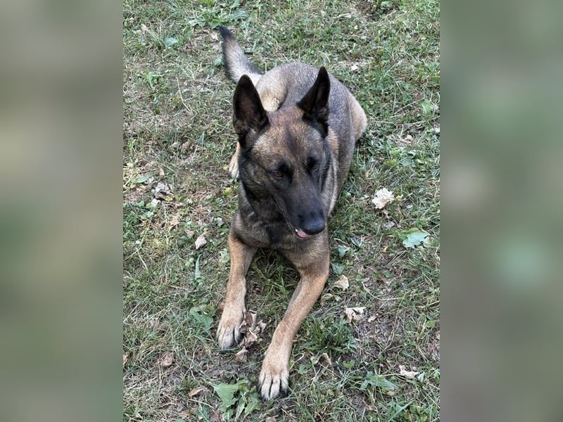 Verantwortungsvolle/r Besitzer/-in gesucht