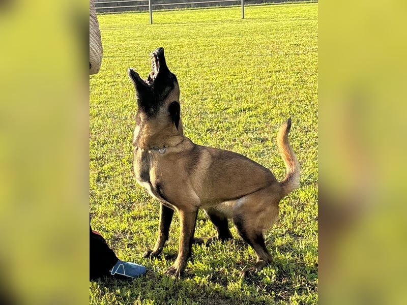 Malinois Welpen VDH Zucht Braxx von den Kranichteichen x Freya ad multos annos