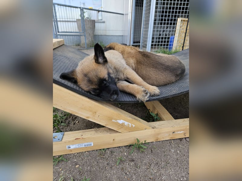 Malinois Welpen VDH Zucht Braxx von den Kranichteichen x Freya ad multos annos