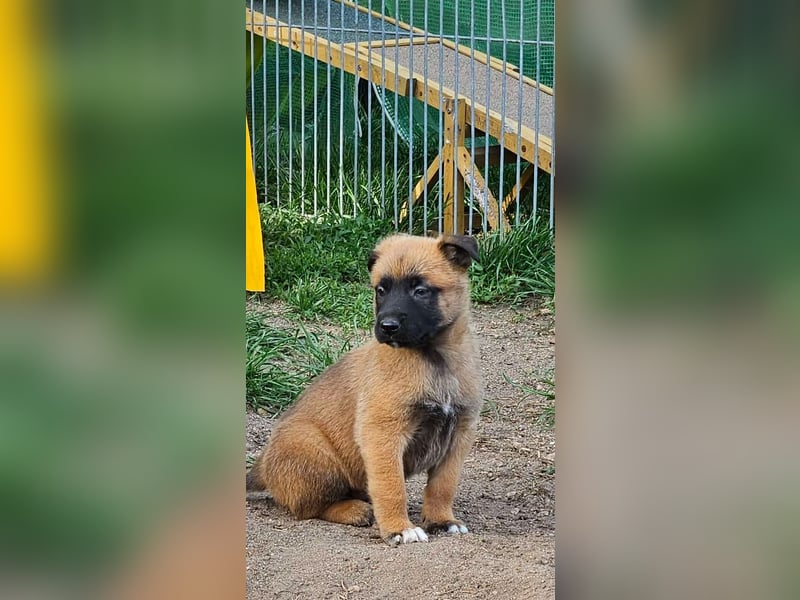 Malinois Welpen VDH Zucht Braxx von den Kranichteichen x Freya ad multos annos
