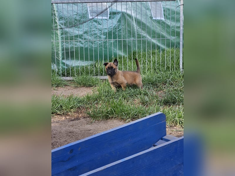Malinois Welpen VDH Zucht Braxx von den Kranichteichen x Freya ad multos annos