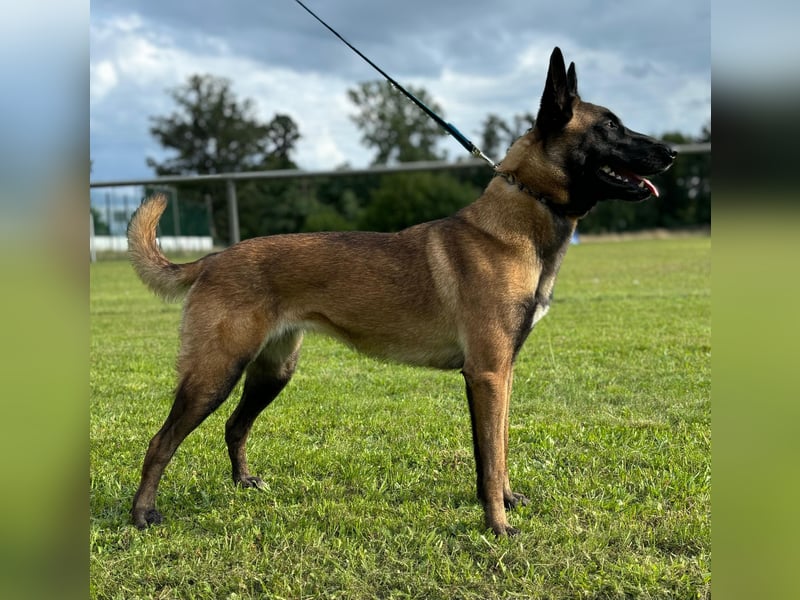 Malinois Welpen VDH Zucht Braxx von den Kranichteichen x Freya ad multos annos