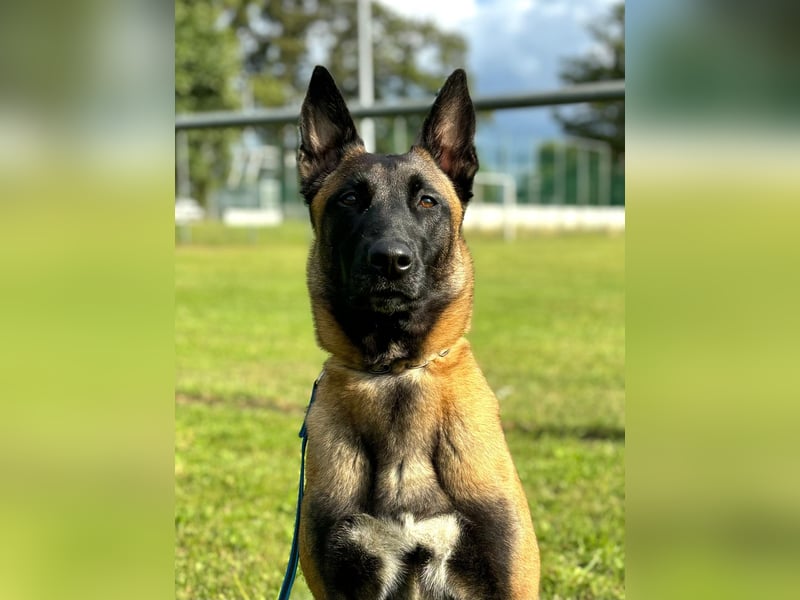 Malinois Welpen VDH Zucht Braxx von den Kranichteichen x Freya ad multos annos