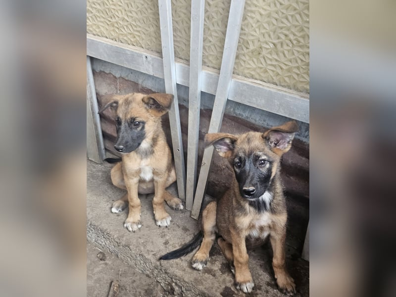 Malinoi Schäferhund Welpen Weibchen Tierschutz Bundesweite Vermittlung