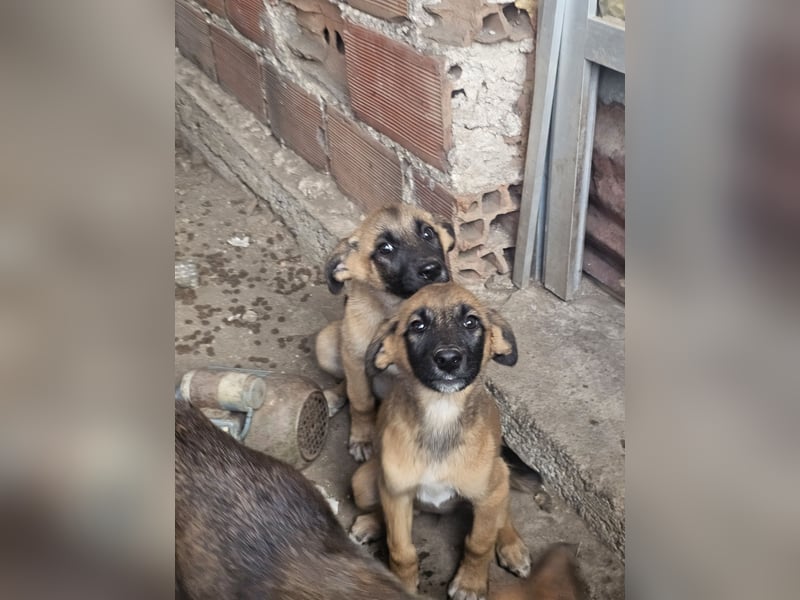 Malinoi Schäferhund Welpen Weibchen Tierschutz Bundesweite Vermittlung