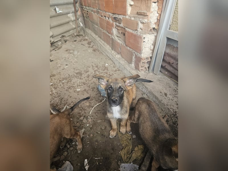 Malinoi Schäferhund Welpen Weibchen Tierschutz Bundesweite Vermittlung