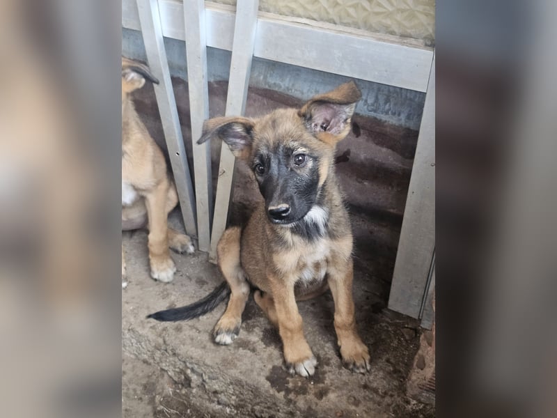 Malinoi Schäferhund Welpen Weibchen Tierschutz Bundesweite Vermittlung