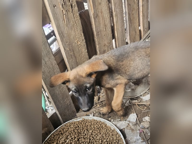 Malinoi Schäferhund Welpen Weibchen Tierschutz Bundesweite Vermittlung