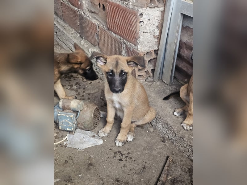 Malinoi Schäferhund Welpen Weibchen Tierschutz Bundesweite Vermittlung