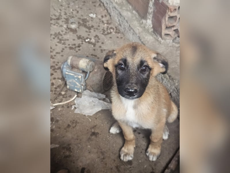 Malinoi Schäferhund Welpen Weibchen Tierschutz Bundesweite Vermittlung