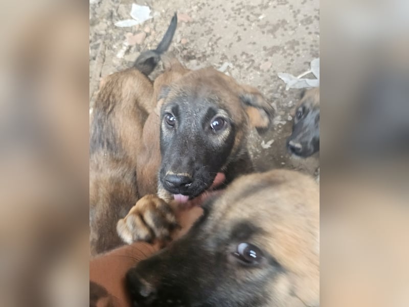 Malinoi Schäferhund Welpen Weibchen Tierschutz Bundesweite Vermittlung