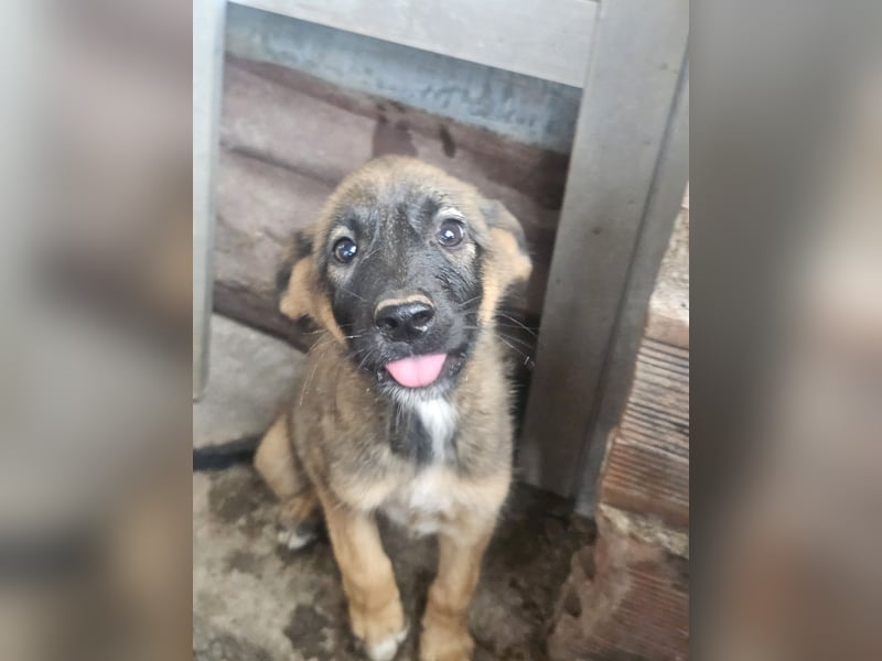 Malinoi Schäferhund Welpen Weibchen Tierschutz Bundesweite Vermittlung