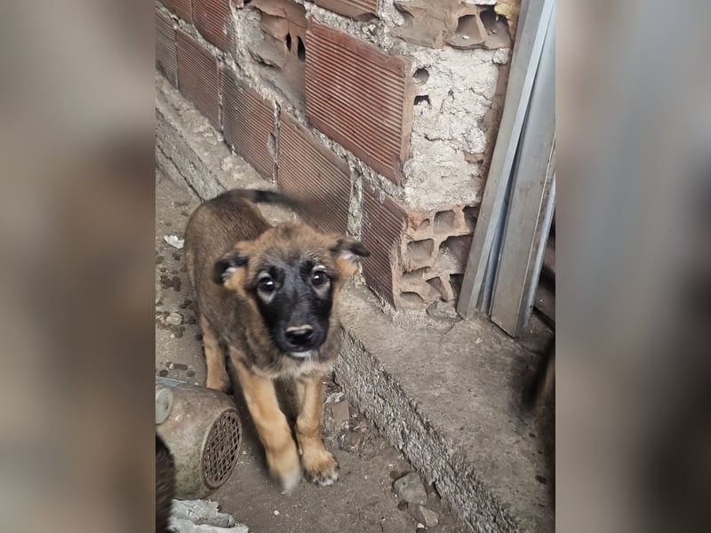 Malinoi Schäferhund Welpen Weibchen Tierschutz Bundesweite Vermittlung