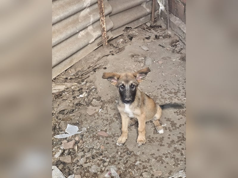 Malinoi Schäferhund Welpen Weibchen Tierschutz Bundesweite Vermittlung