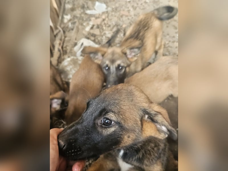 Malinoi Schäferhund Welpen Weibchen Tierschutz Bundesweite Vermittlung