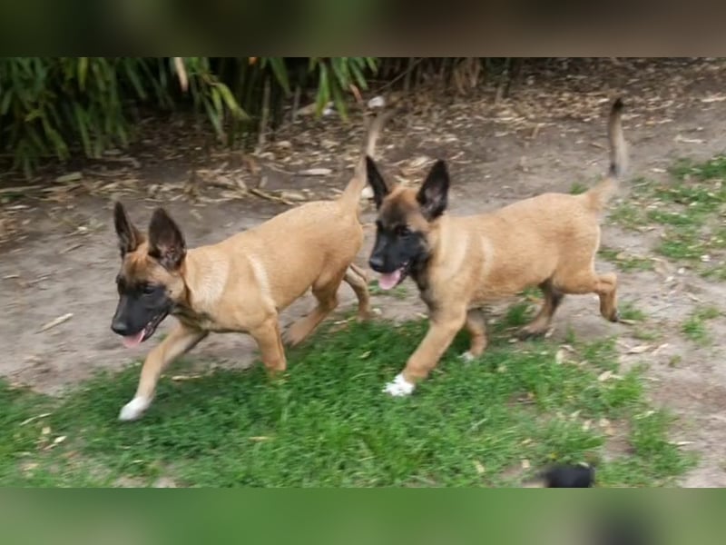 X- Malinois Welpen ( alte DDR-Linie )   Wachhund Schutzhund Familienhund Agility Begleithund