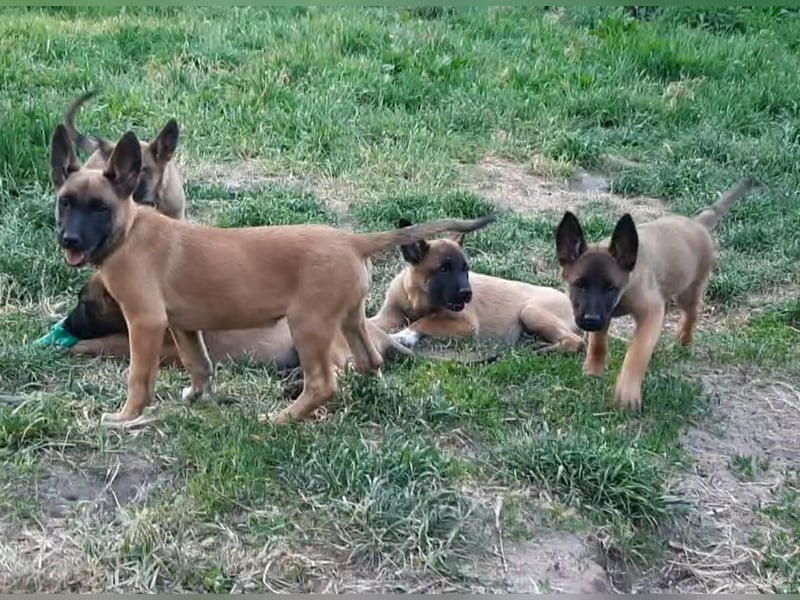 X- Malinois Welpen ( alte DDR-Linie )   Wachhund Schutzhund Familienhund Agility Begleithund