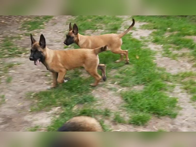 X- Malinois Welpen ( alte DDR-Linie )   Wachhund Schutzhund Familienhund Agility Begleithund