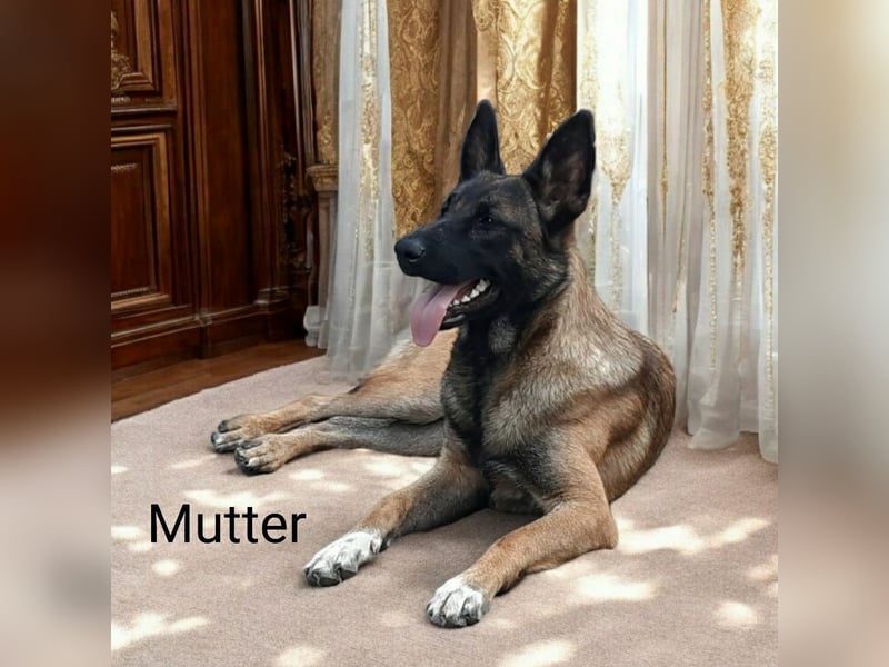 X- Malinois Welpen ( alte DDR-Linie )   Wachhund Schutzhund Familienhund Agility Begleithund