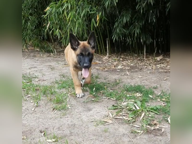 X- Malinois Welpen ( alte DDR-Linie )   Wachhund Schutzhund Familienhund Agility Begleithund