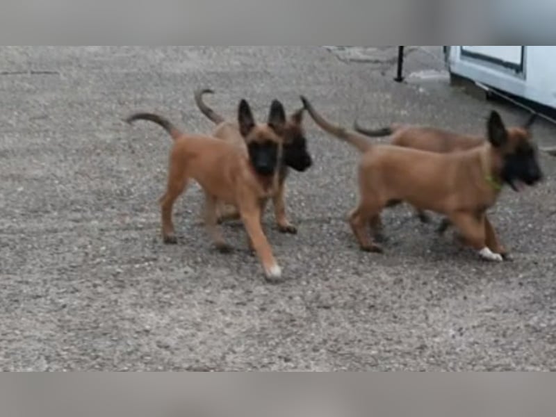 X- Malinois Welpen ( alte DDR-Linie )   Wachhund Schutzhund Familienhund Agility Begleithund
