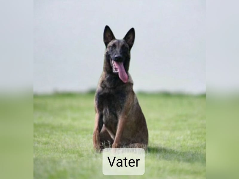 X- Malinois Welpen ( alte DDR-Linie )   Wachhund Schutzhund Familienhund Agility Begleithund