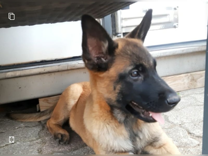 X- Malinois Welpen ( alte DDR-Linie )   Wachhund Schutzhund Familienhund Agility Begleithund