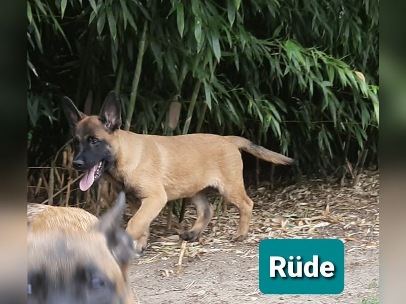 X- Malinois Welpen ( alte DDR-Linie )   Wachhund Schutzhund Familienhund Agility Begleithund