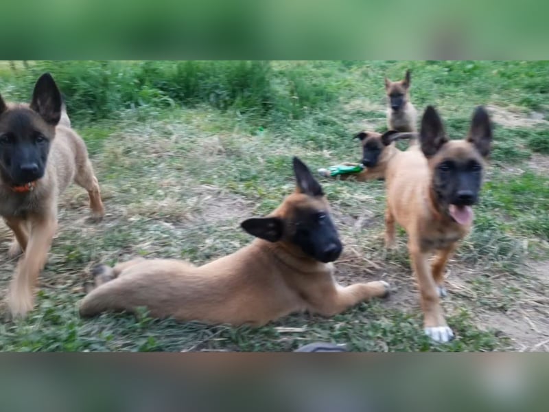 X- Malinois Welpen ( alte DDR-Linie )   Wachhund Schutzhund Familienhund Agility Begleithund