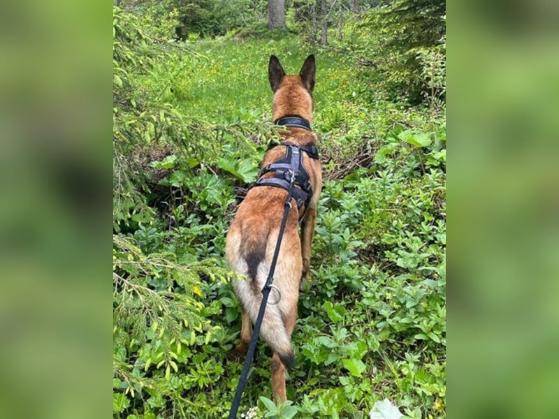 Malinois-Mix♥Rocky♥wartet in 07806 Weira