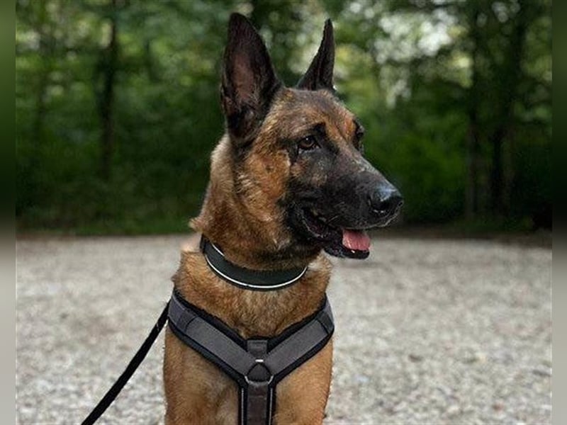 Malinois-Mix♥Rocky♥wartet in 07806 Weira