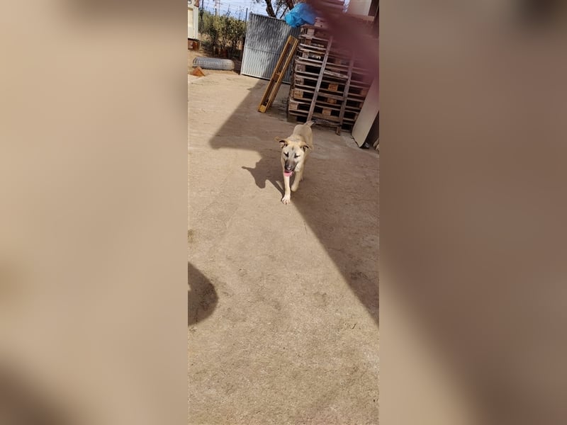 Benji 07/23 - kleiner Entdecker möchte endlich Losleben!