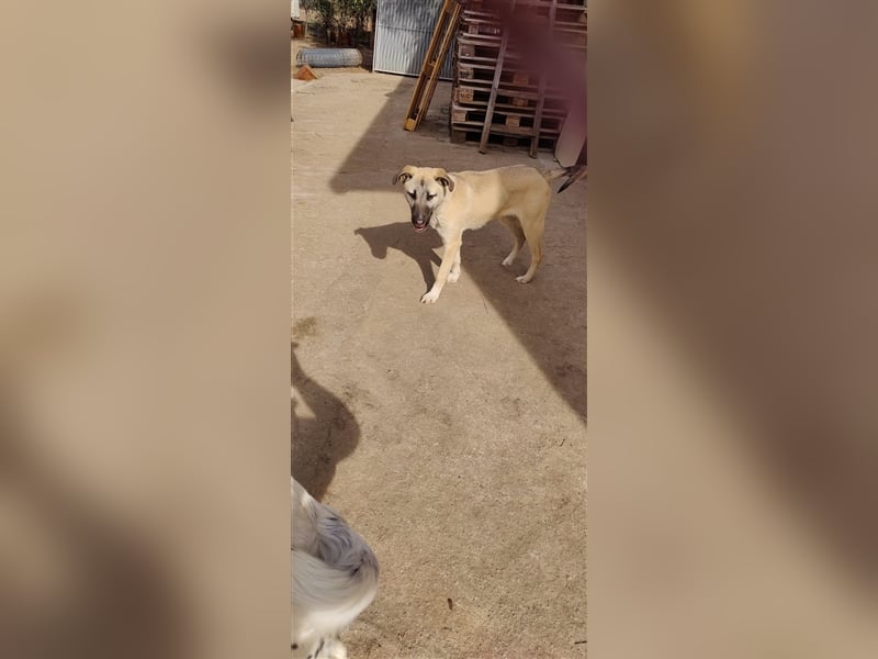 Benji 07/23 - kleiner Entdecker möchte endlich Losleben!