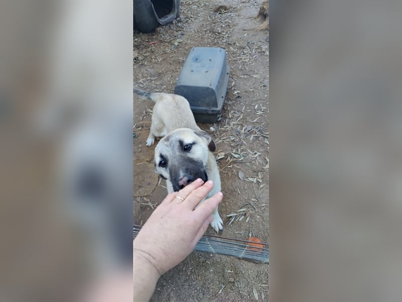 Benji 07/23 - kleiner Entdecker möchte endlich Losleben!