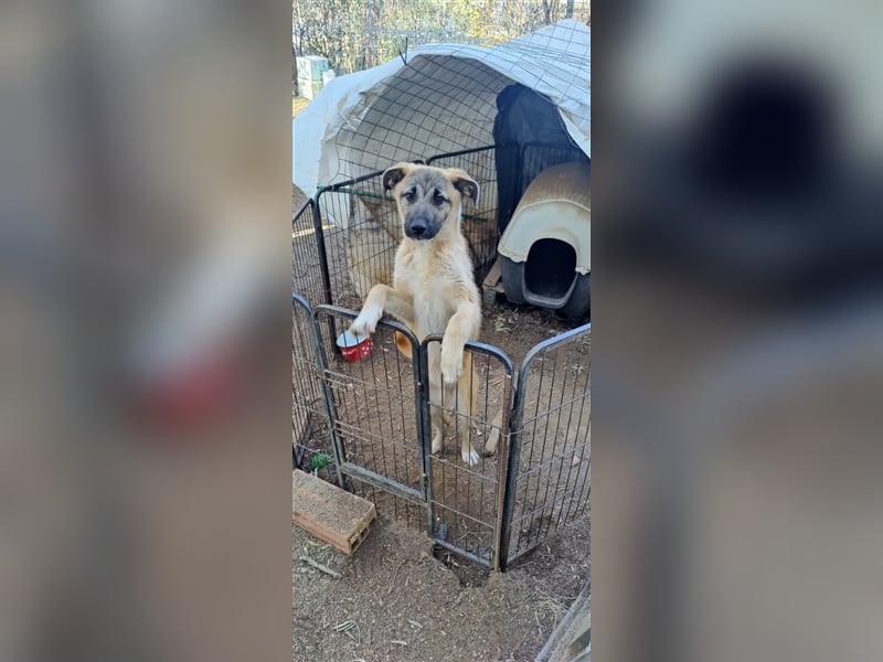 Benji 07/23 - kleiner Entdecker möchte endlich Losleben!