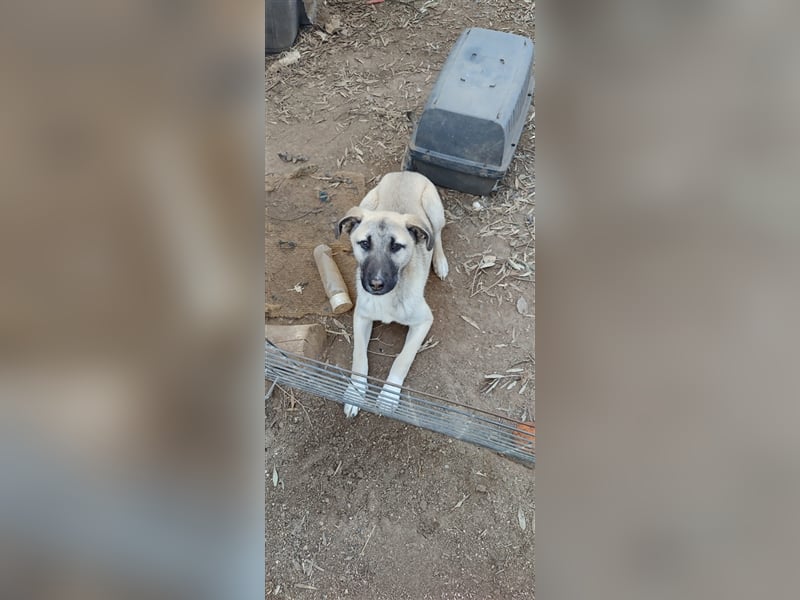 Benji 07/23 - kleiner Entdecker möchte endlich Losleben!