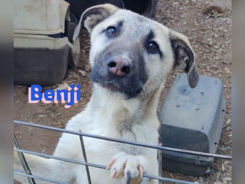 Benji 07/23 - kleiner Entdecker möchte endlich Losleben!