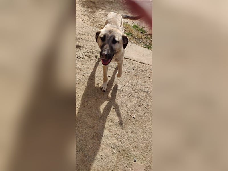 Benji 07/23 - kleiner Entdecker möchte endlich Losleben!