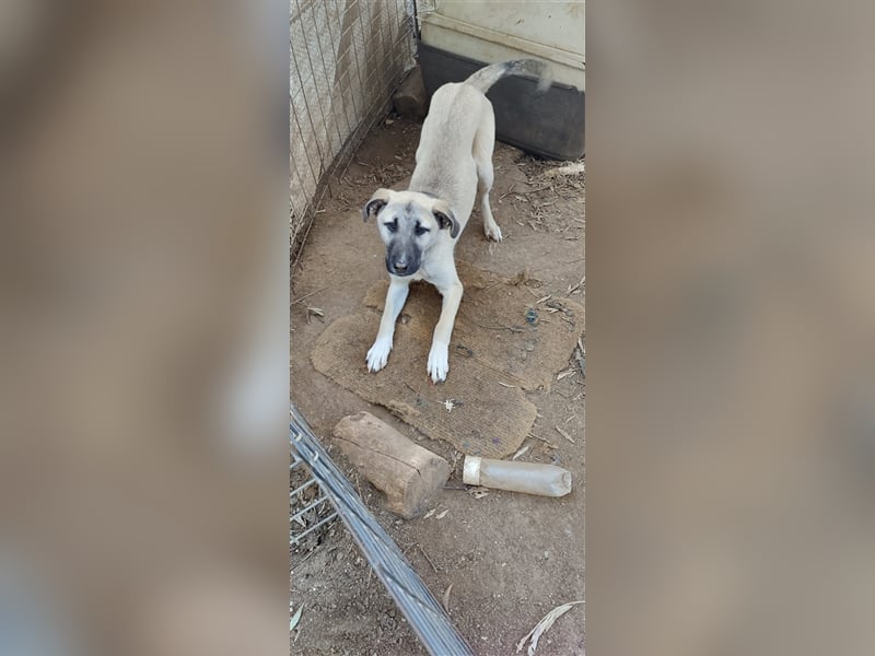 Benji 07/23 - kleiner Entdecker möchte endlich Losleben!