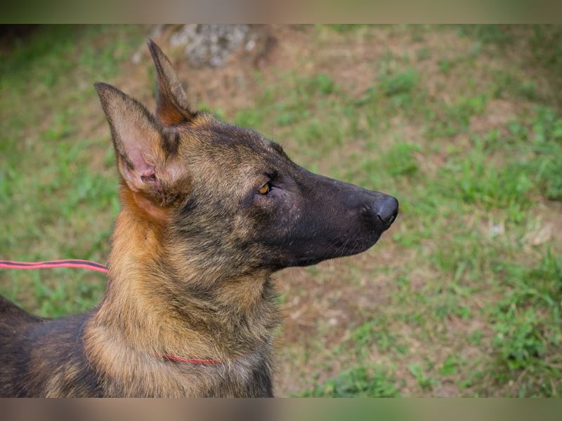 Chip 231769: Sucht ein Zuhause
