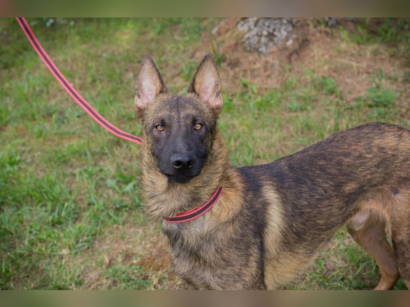 Chip 231769: Sucht ein Zuhause