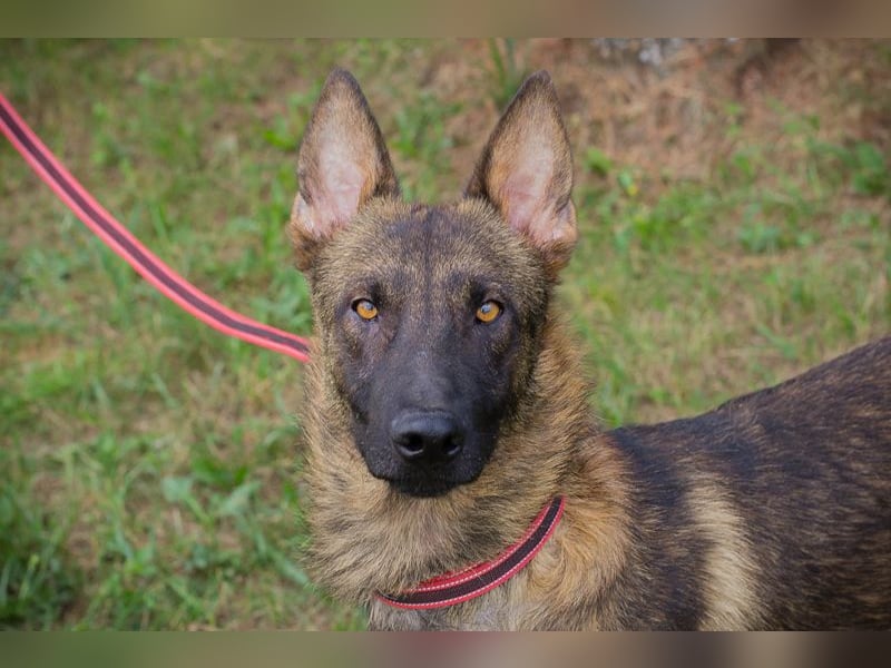 Chip 231769: Sucht ein Zuhause