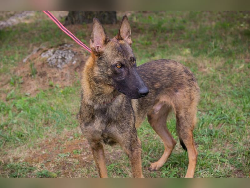 Chip 231769: Sucht ein Zuhause