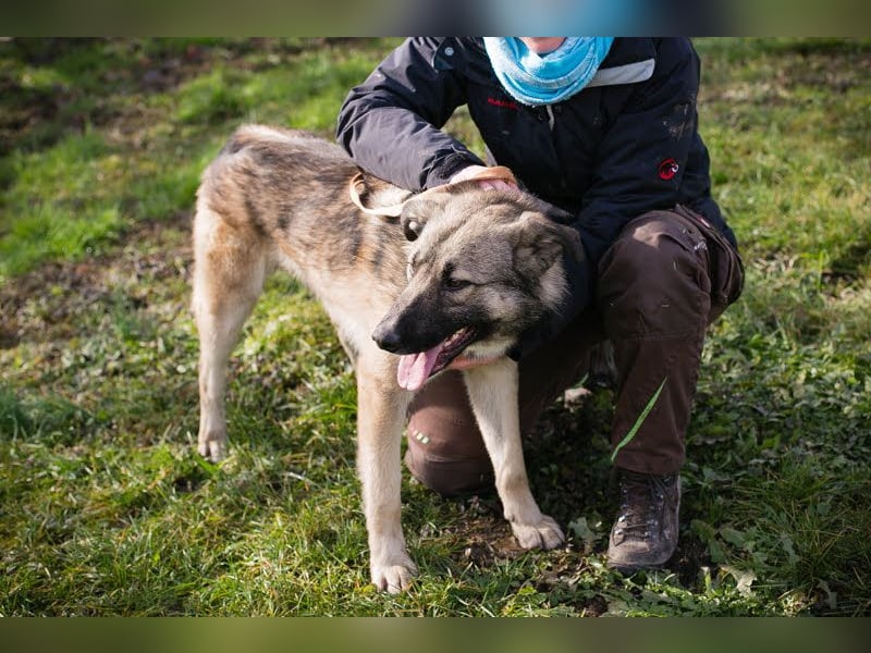 Akido – Sportskanone sucht Zuhause