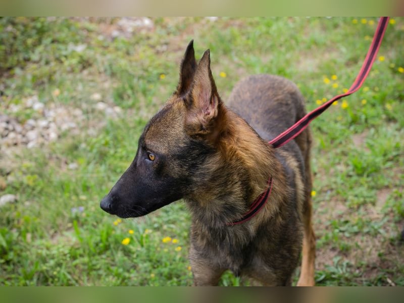 Chip 231769: Sucht ein Zuhause