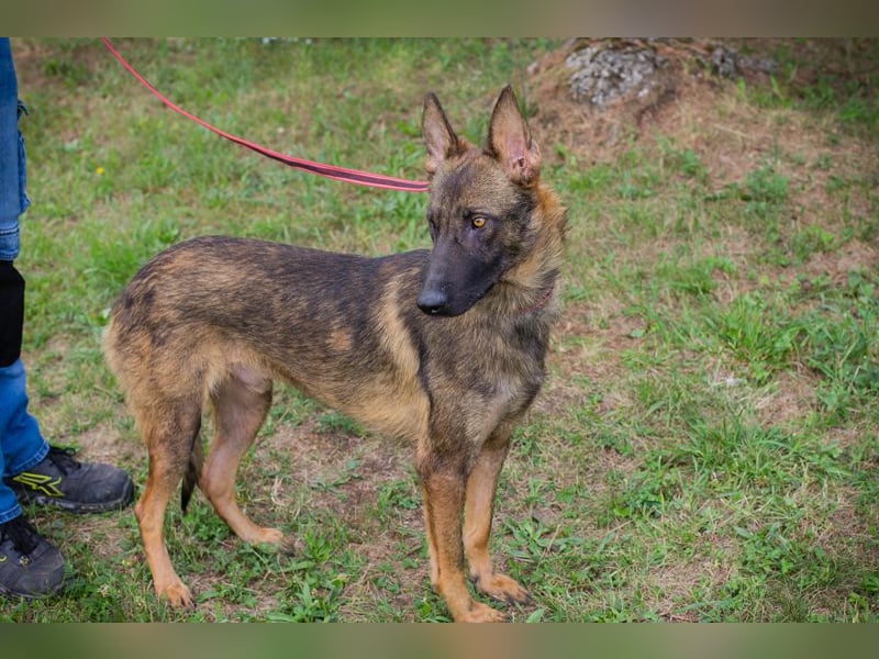 Chip 231769: Sucht ein Zuhause