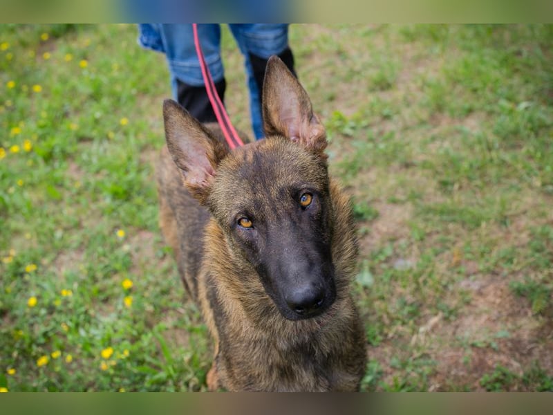 Chip 231769: Sucht ein Zuhause
